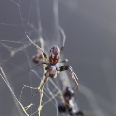 Nephila plumipes (Humped golden orb-weaver) at Quaama, NSW - 24 Apr 2020 by FionaG