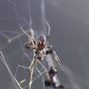 Nephila plumipes at Quaama, NSW - 25 Apr 2020 08:47 AM