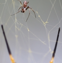 Nephila plumipes at Quaama, NSW - 25 Apr 2020 08:47 AM