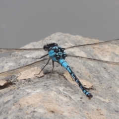 Diphlebia nymphoides (Arrowhead Rockmaster) at Paddys River, ACT - 29 Dec 2019 by MichaelBedingfield