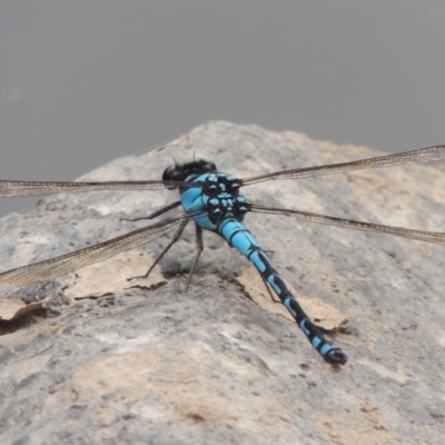 Diphlebia nymphoides (Arrowhead Rockmaster) at Paddys River, ACT - 29 Dec 2019 by michaelb