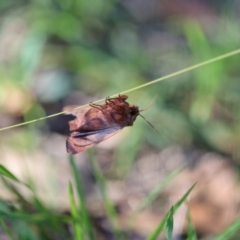 Unidentified Noctuoid moth (except Arctiinae) at Quaama, NSW - 24 Apr 2020 by FionaG