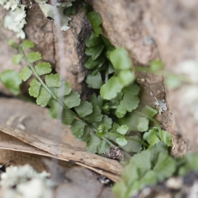Asplenium flabellifolium (Necklace Fern) at Michelago, NSW - 29 Mar 2020 by Illilanga