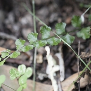 Asplenium flabellifolium at Illilanga & Baroona - 29 Mar 2020