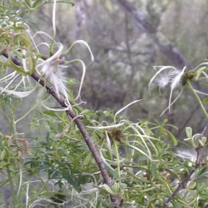 Clematis leptophylla at Illilanga & Baroona - 27 Oct 2014 08:44 AM