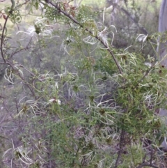 Clematis leptophylla at Illilanga & Baroona - 27 Oct 2014 08:44 AM