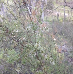 Clematis leptophylla at Illilanga & Baroona - 27 Oct 2014 08:44 AM