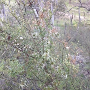 Clematis leptophylla at Illilanga & Baroona - 27 Oct 2014 08:44 AM