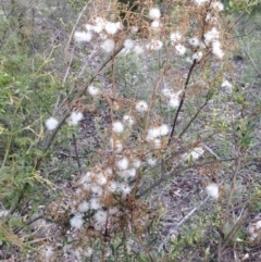 Clematis leptophylla at Illilanga & Baroona - 27 Oct 2014