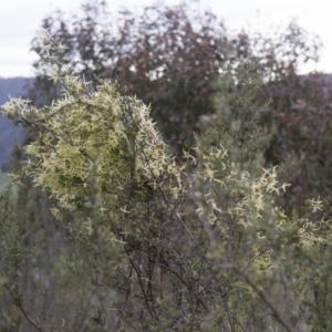 Clematis sp. at Illilanga & Baroona - 9 Oct 2016 02:16 PM