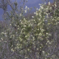 Clematis sp. at Illilanga & Baroona - 9 Oct 2016 02:16 PM