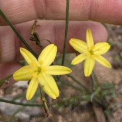 Tricoryne elatior (Yellow Rush Lily) at Illilanga & Baroona - 23 Feb 2020 by Illilanga