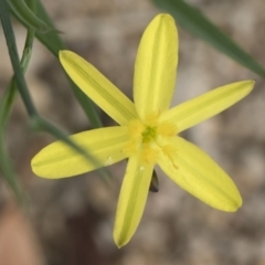 Tricoryne elatior (Yellow Rush Lily) at Illilanga & Baroona - 30 Dec 2018 by Illilanga