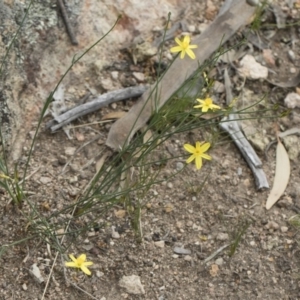 Tricoryne elatior at Michelago, NSW - 30 Dec 2018 02:32 PM