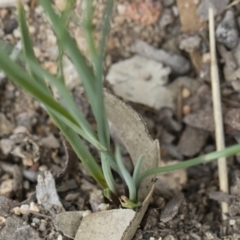 Tricoryne elatior at Michelago, NSW - 30 Dec 2018 02:32 PM