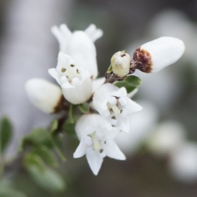 Cryptandra amara (Bitter Cryptandra) at Michelago, NSW - 13 Oct 2018 by Illilanga