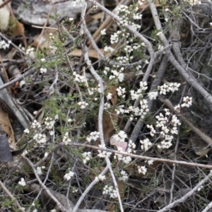 Cryptandra amara at Michelago, NSW - 13 Oct 2018