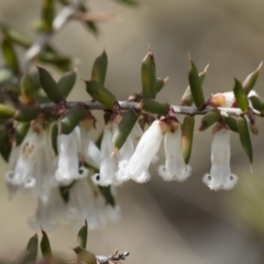 Styphelia fletcheri subsp. brevisepala (Twin Flower Beard-Heath) at Michelago, NSW - 13 Oct 2018 by Illilanga