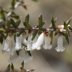 Leucopogon fletcheri subsp. brevisepalus (Twin Flower Beard-Heath) at Michelago, NSW - 13 Oct 2018 by Illilanga