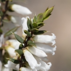 Styphelia fletcheri subsp. brevisepala at Illilanga & Baroona - 13 Oct 2018