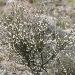 Styphelia fletcheri subsp. brevisepala at Illilanga & Baroona - 13 Oct 2018