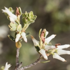 Brachyloma daphnoides at Michelago, NSW - 22 Dec 2018