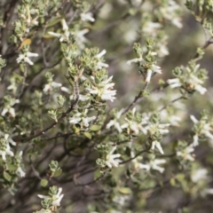 Brachyloma daphnoides at Michelago, NSW - 22 Dec 2018