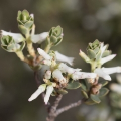 Brachyloma daphnoides at Michelago, NSW - 22 Dec 2018