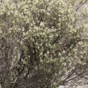 Brachyloma daphnoides at Michelago, NSW - 22 Dec 2018