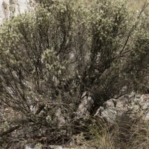 Brachyloma daphnoides at Michelago, NSW - 22 Dec 2018