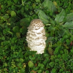 Coprinus comatus (Shaggy Ink Cap) at Lower Cotter Catchment - 24 Apr 2020 by SandraH