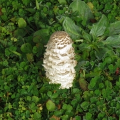 Coprinus comatus (Shaggy Ink Cap) at Cotter River, ACT - 25 Apr 2020 by SandraH