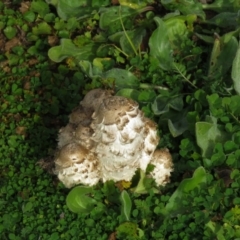 Coprinus comatus at Cotter River, ACT - 25 Apr 2020