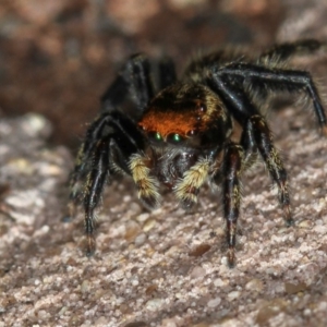 Maratus griseus at Melba, ACT - 2 Feb 2011 11:40 AM