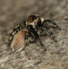 Maratus griseus at Melba, ACT - 2 Feb 2011 11:40 AM