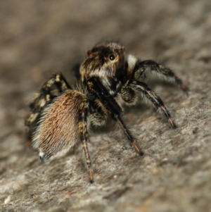 Maratus griseus at Melba, ACT - 2 Feb 2011 11:40 AM