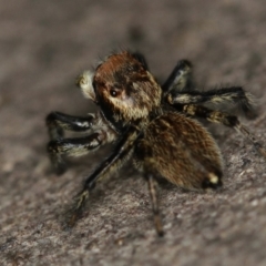 Maratus griseus at Melba, ACT - 2 Feb 2011