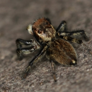 Maratus griseus at Melba, ACT - 2 Feb 2011 11:40 AM