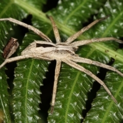 Argoctenus sp. (genus) (Wandering ghost spider) at Melba, ACT - 28 Nov 2011 by Bron