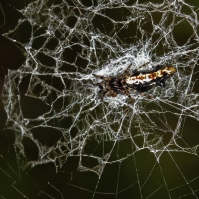 Cyclosa trilobata (Three-lobed spider) at Melba, ACT - 31 Dec 2011 by Bron