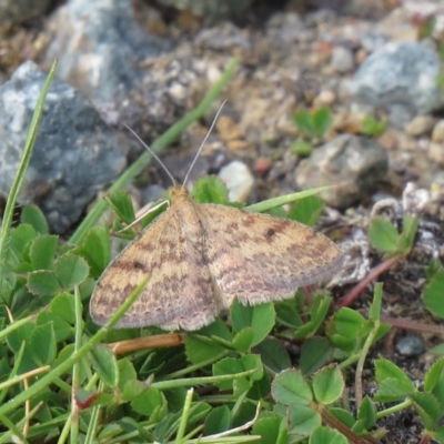 Scopula rubraria (Reddish Wave, Plantain Moth) at Lower Cotter Catchment - 24 Apr 2020 by SandraH