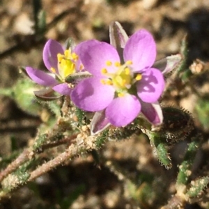 Spergularia rubra at Lower Boro, NSW - 25 Apr 2020