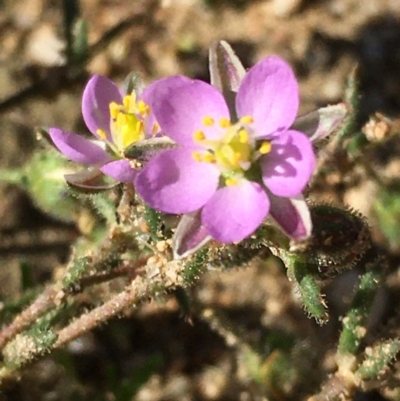 Spergularia rubra (Sandspurrey) at Lower Boro, NSW - 25 Apr 2020 by mcleana