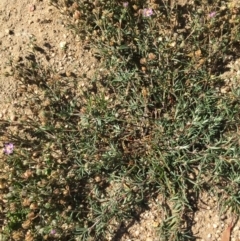 Spergularia rubra at Lower Boro, NSW - 25 Apr 2020 12:25 PM