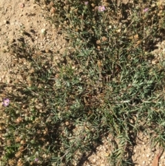 Spergularia rubra at Lower Boro, NSW - 25 Apr 2020