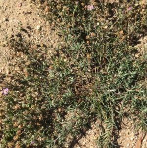 Spergularia rubra at Lower Boro, NSW - 25 Apr 2020