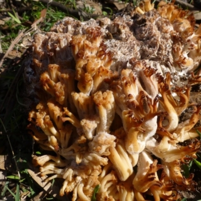 Ramaria sp. (A Coral fungus) at Deakin, ACT - 14 Apr 2020 by Boronia