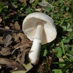 Lepiota s.l. at Red Hill Nature Reserve - 14 Apr 2020 by Boronia