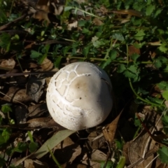 Lepiota s.l. at Deakin, ACT - 15 Apr 2020