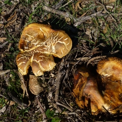 Unverified Fungus at Red Hill Nature Reserve - 15 Apr 2020 by Boronia